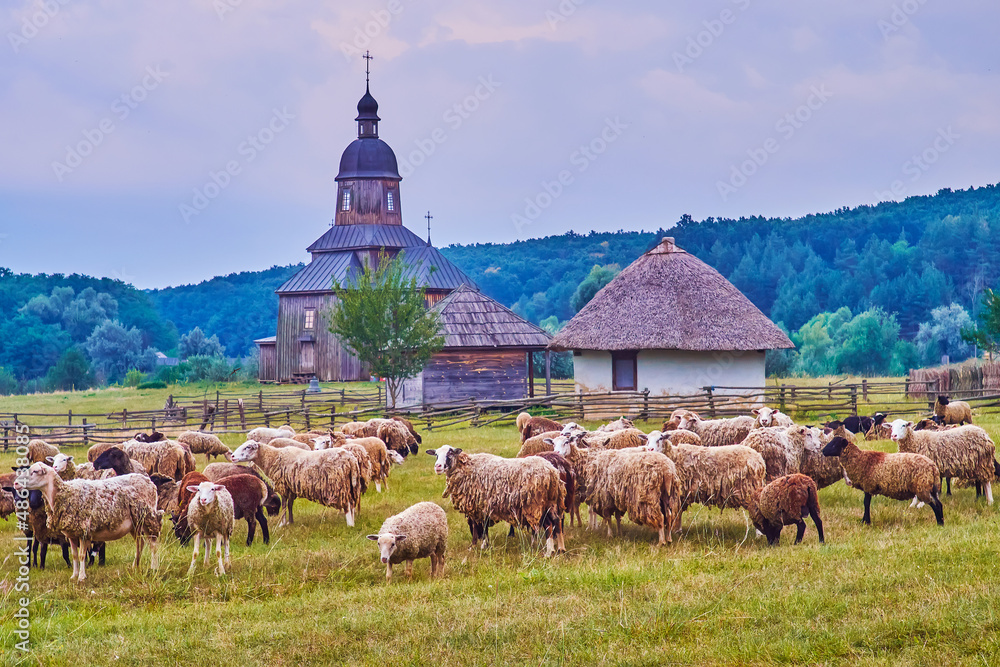 Sticker The grazing goats and sheep herds, Cossack Village Scansen, Ukraine