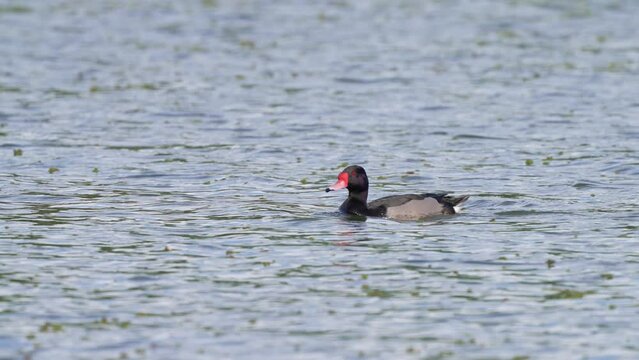 Solo adult drake, rosy-billed pochard, netta peposaca swims on the rippling water in its natural habitat during daytime, slow motion waterfowl shot.