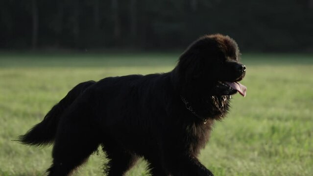 Newfoundland black dog running on grass field, Tracking Slow motion