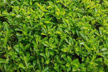 Green leaves Euonymus japonicus Microphyllus, summer natural background of Celstraceae leaves