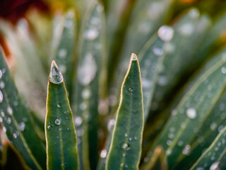 rain drops on a leaf