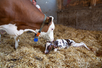 Cow with newborn calf on hay © Nektarstock