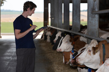 Farm worker inspecting cows