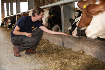 Man feeding cows in barn