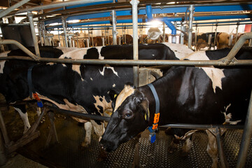 Cows on automatic milking system