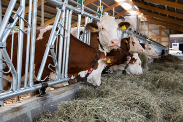 Livestock cows feeding in freestall barn