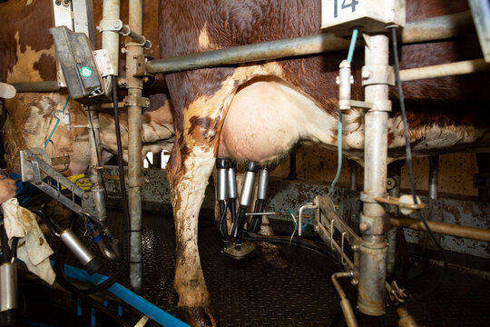 Automatic milking systems pumping milk from cows