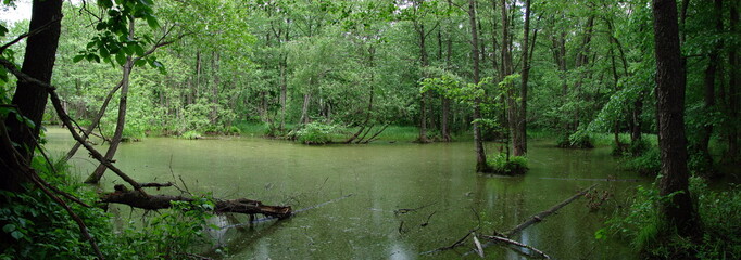 swamp in forest