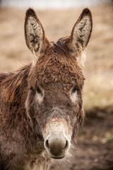 Fototapeta premium Portrait Kopf von einem Esel