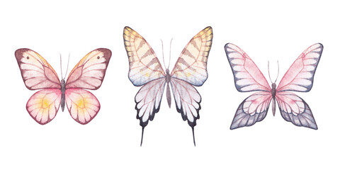 watercolor butterflies hand drawn illustrations, isolated elements on white background