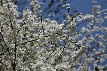 blossom in spring