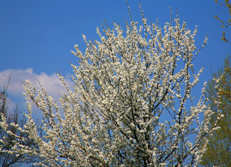 branches against sky