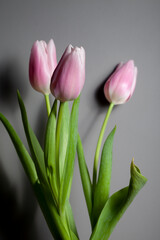 pink tulips in a glass vase stand on the table, on a gray background, space for text, free space, floristry, florist, tulip bouquets, bouquet, valentine's day, international women's day, flowers