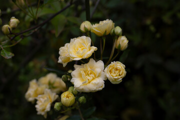 Obraz na płótnie Canvas low key, yellow roses on a dark emerald background Lady Banks rose, just Banks rose or Rosa banksiae, April, spring