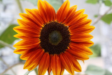 Obraz premium FLOWERS