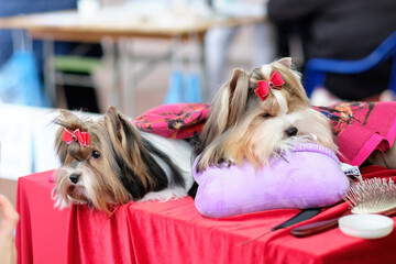 Wonderful dogs Beaver Yorkshire Terrier relax on pillows during a dog show