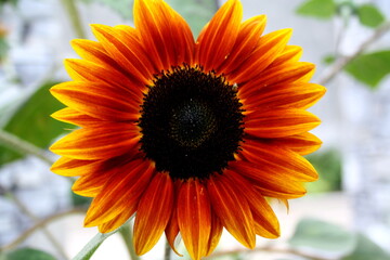Obraz premium FLOWERS
