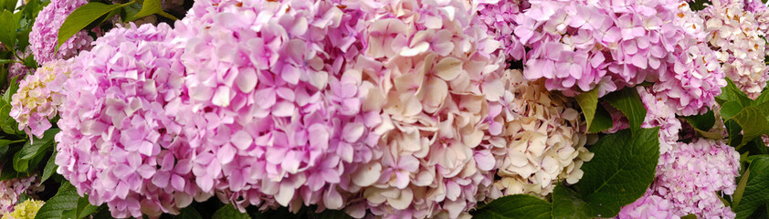 Fullframe panorama of blooming pink hortensia during summertime.