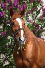 Budyonny horse in front of flowering tree