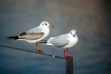 Mouettes perchées