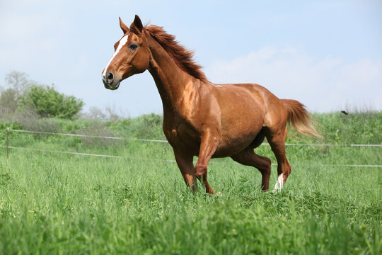 Budyonny horse running in spring