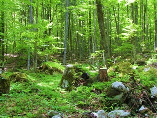 Mountain beech forest in above Gozd Martuljek in Julian alps and Gorenjska region of Slovenia...
