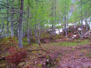 Mountain larch (Larix decidua) forest at the start of the growing season with the ground still...