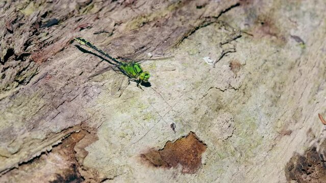 Green snaketail (Ophiogomphus cecilia), dragonfly on wood in river