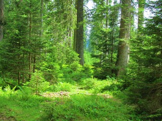 Spruce (Picea abies) forest in Pokljuka Slovenia with sun shining on the forest floor