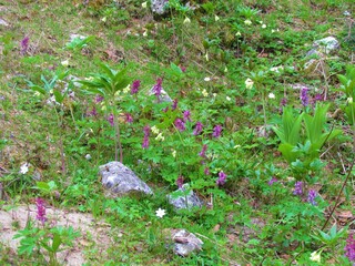 Spring garden of fumewort (Corydalis solida) and drooping bittercress (Cardamine enneaphyllos) with rocks covering the ground