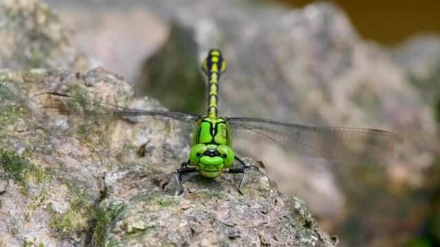 Green snaketail (Ophiogomphus cecilia), dragonfly moving head and waving wings