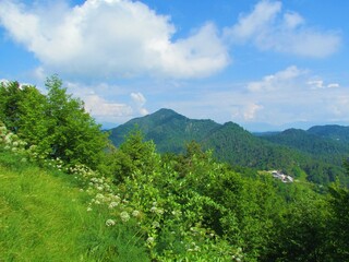 View of mountain Tosc in the Polhograjski dolomiti area of Slovenia with a lush vegetation covering the slopes in the front and a forest on the ridge and a whitebeam (Sorbus aria) bush in the front