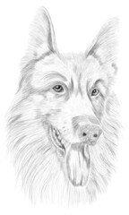 Scribble art golden retriever dog torso hand drawn illustration