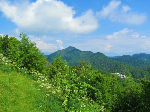 View of mountain Tosc in the Polhograjski dolomiti area of Slovenia with a lush vegetation covering the slopes in the front and a forest on the ridge and a whitebeam (Sorbus aria) bush in the front