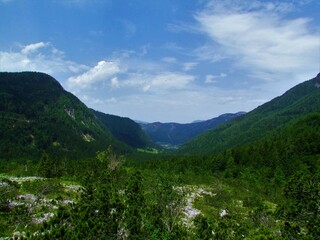 Fototapeta na wymiar View of a valley above Jezersko (Slovenia) covered with forests and pastures and alpine vegetation with creeping pine (Pinus mugo) in the front in Gorenjska region of Slovenia