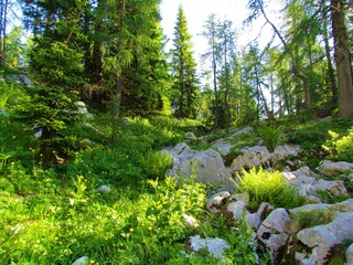 Mountain spruce and larch forest with lush sun lit vegetation in the undergrowth and large rocks covering the ground in Julian alps and Triglav national park in Slovenia