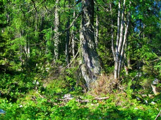 Mountain larch forest with lush undergrowth vegetation lit by sunrays in Julian alps and Triglav national park in Slovenia