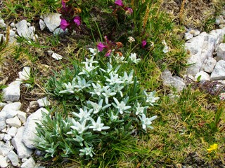 Close up of a group of edelweiss flowers (Leontopodium nival)