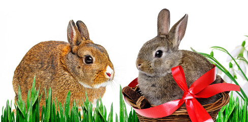 little baby rabbit sitting on spring meadow