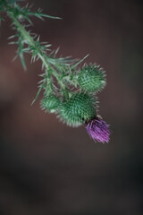 close up of a thistle plant