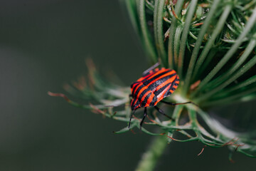 Close up of strip bug on a wild flower
