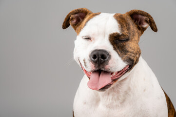American Stafford terrier dog portrait isolated on the background in the studio. Indoor puppy photography concept. Happy dog posing.