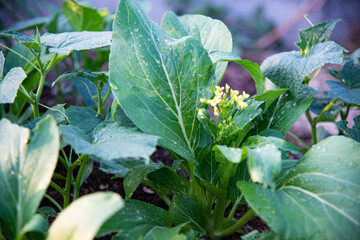 Green vegetable in nature.