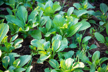 Green vegetable in nature.