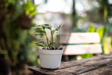 Close up green leaf in narure.