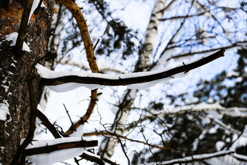 Snowy forest in winter.Pine trees covered with snow against a blue sky
