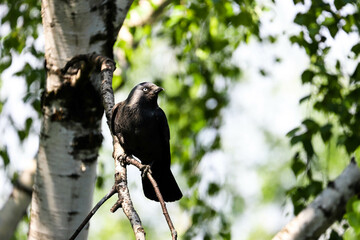 Western jackdaw sitting on a branch with green foliage
