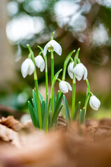Snowdrops in a forest in spring