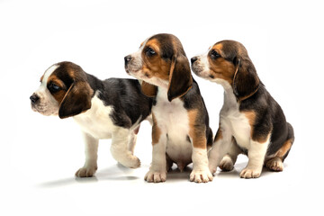 Puppies on a white background, gorgeous pets, Bigley breed, three puppies, two puppies
