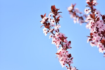 peach blossoms 15